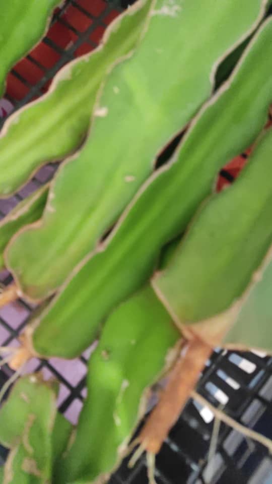 Fruit du dragon — photo 2